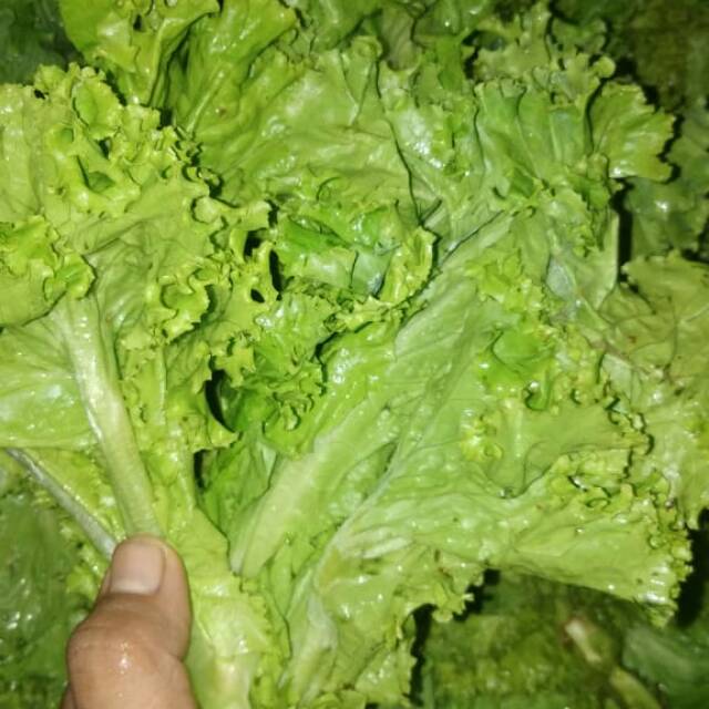 

Seladah lalap fresh
