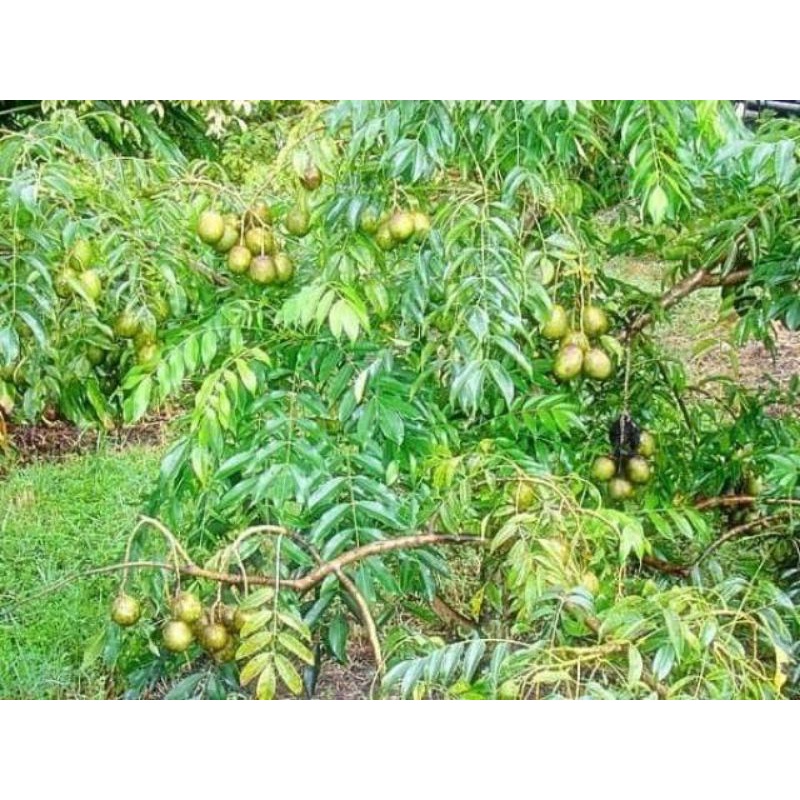 

daun kedongdong segar herbal organik100gr