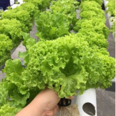 100 BIJI BIBIT/BENIH SELADA HIJAU / SELADA HIJAU KERITING UNGGUL