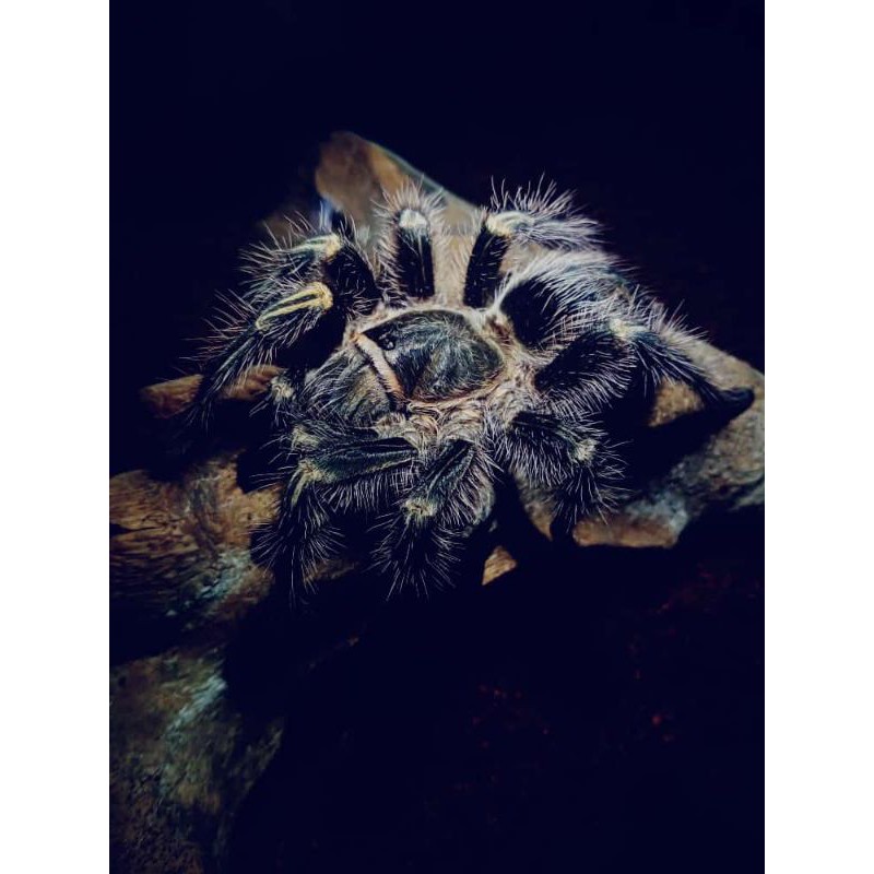 Kartu Gambar Tarantula Grammostola Pulchripes / Chaco Golden Knee Tarantula