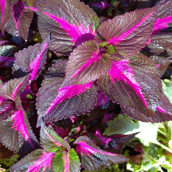 [ Beli 2 Gratis 1 ] Tanaman Hias Miana Banyak Pilihan Warna Polos dan Batik Murah Meriah Berkualitas