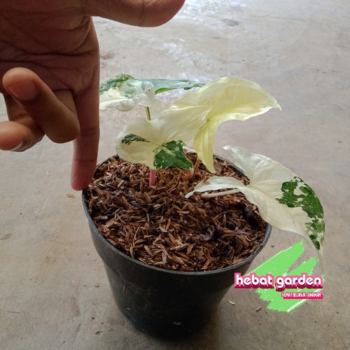 Syngonium variegata ALBO - Syngonium variegata putih