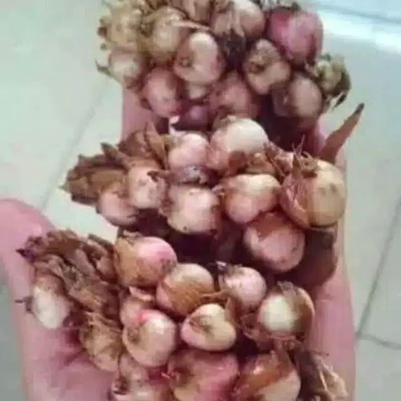 

Kapolaga 100℅asli 100g