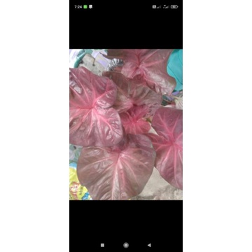 KELADI HIAS Pinky Boy *JUMBO*