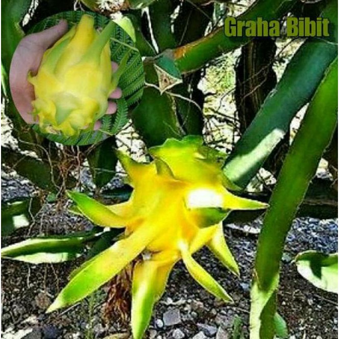 TERBAIK @_$ bibit buah naga kuning tanpa duri TERMURAH