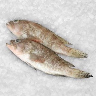 

Ikan Kerapu Segar Kerapu Susu Ikan Fresh Laut GARANSI SEGAR