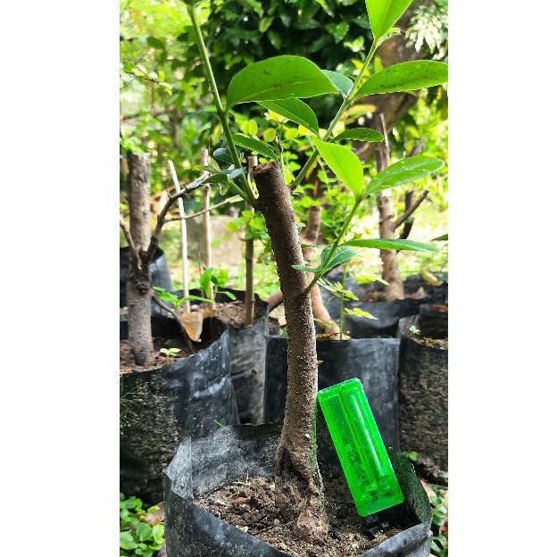 Bahan bonsai Juwet / jamblang / duwet REALPIC mame