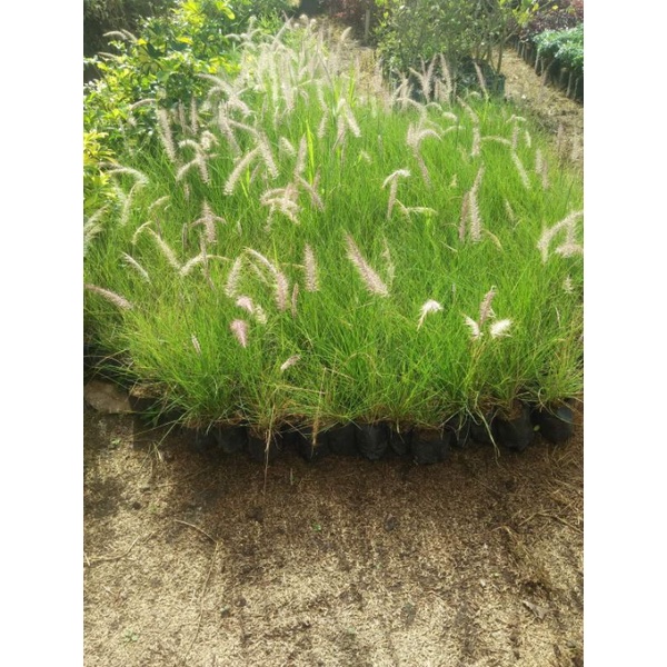 pennisetum staceum_DAPAT 10 PLANT (Alang ekor kuda)