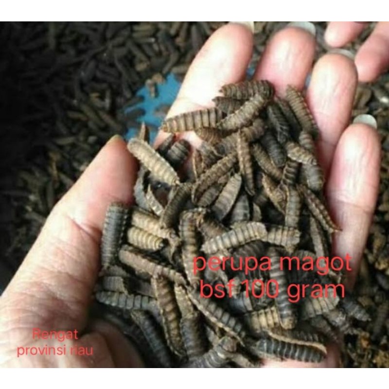 prepupa pupa super indukan lalat magot bsf 100 gram