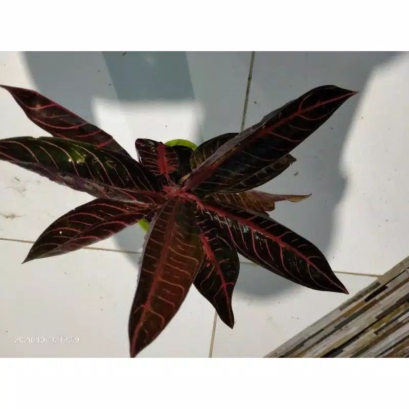 tanaman aglonema red sumatera / aglonema red sumatera rimbun