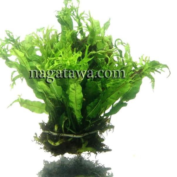 ➵ Tanaman Aquascape " Windelov Java Fern ba java fern " Bahan ☊