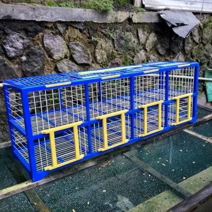 DONDANG MERPATI UKURAN JUMBO FULL KAYU JATI/SANGKRIP