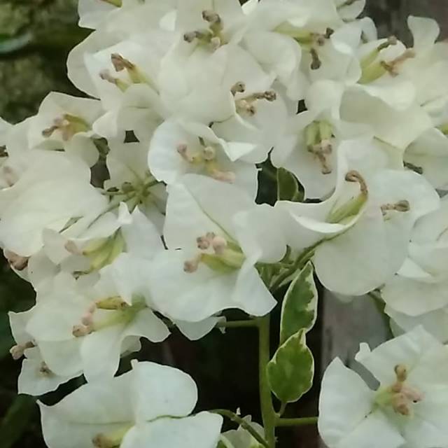 Bougenville Putih Varigata (bibit)