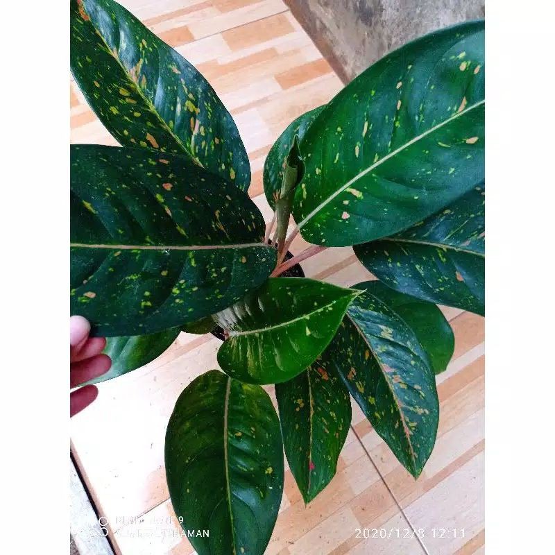 TANAMAN AGLONEMA BIG ROY HIJAU JUMBO RUMPUN 2 BESAR