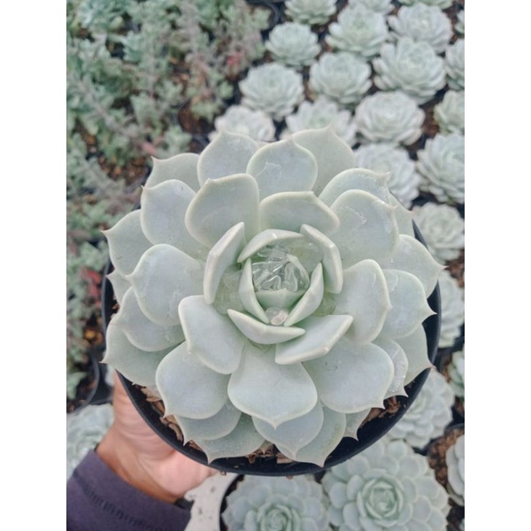 Sukulen - Echeveria Fleur Blanc lola