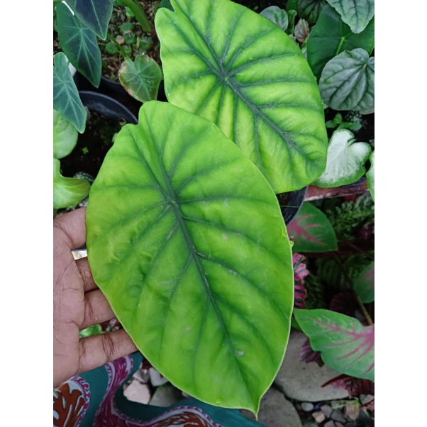 Alocasia tengkorak lokal hijau