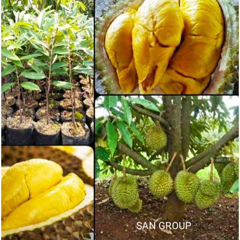 9 Bibit Durian Musang King + Pupuk NPK