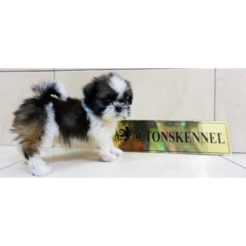 Shihtzu Stb Vaksin Microchip Sitsu Shih-tzu Sitzu Ready Jual Anjing di Medan