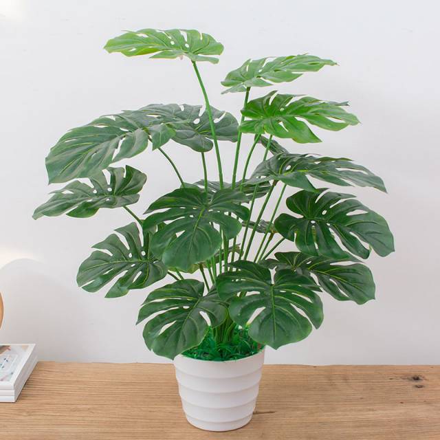 Tanaman Hias Asli Monstera Deliciosa Tanaman Monstera Shopee Indonesia