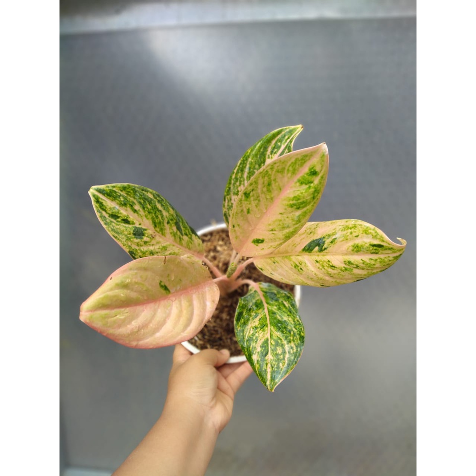 Tanaman Hias Indoor Aglonema Aglaonema Obama