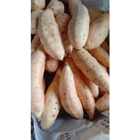 

Ubi Madu Cilembu 1 kg
