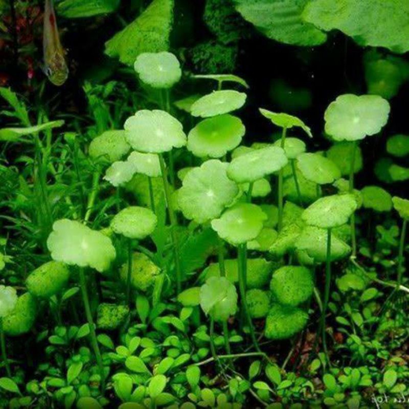 Hydrocotyle verticillata ( Tanaman Aquascape Tumbuhan Air Aquarium)