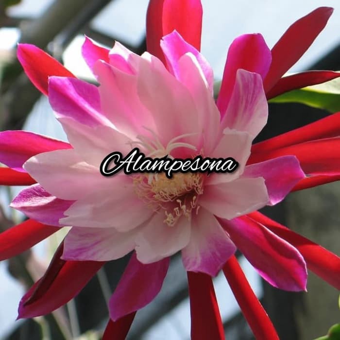 promo Bibit Tanaman Bunga Wijaya Kusuma Keris - Tanaman Hias Gantung murah-tanaman bunga hidup-bunga