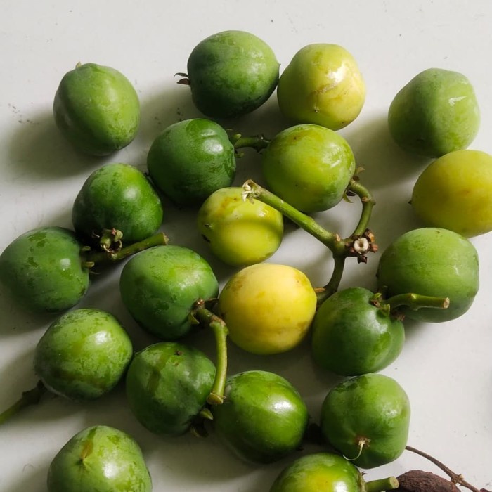 

PROMO Ptomo Buah Jarak Pagar Segar Hijau Obat Herbal Terlaris 500gram