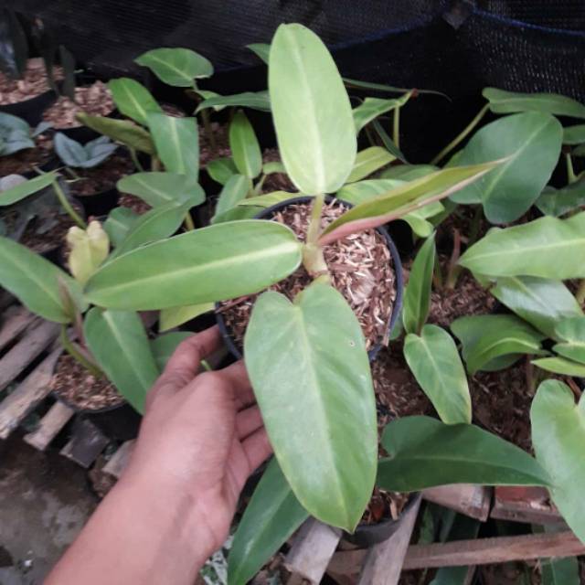 Jual Philodendron Tuxtlanum Redqueen Indonesia Shopee Indonesia
