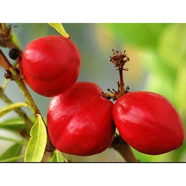 

1KG Buah Mahkotadewa segar