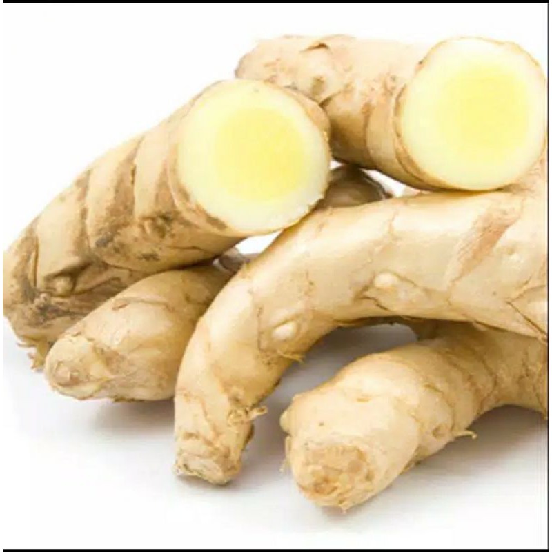 

temu putih segar herbal