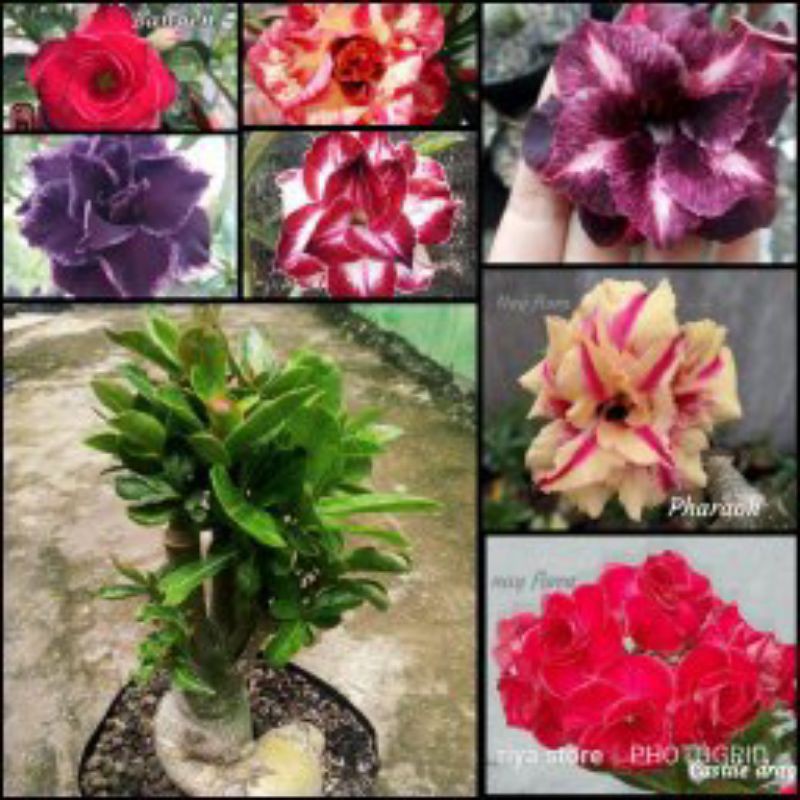 Adenium Kamboja grafting 7 warna size D+