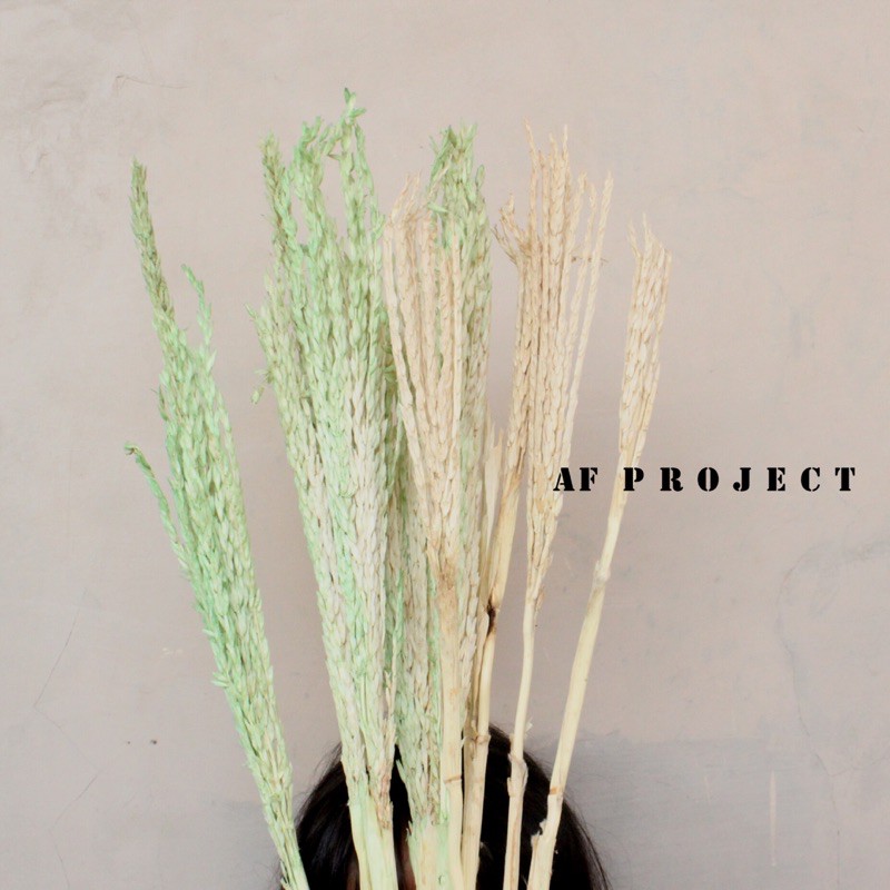 Bunga Jagung Kering 2-grade/ Bunga Jagung Kering/ Bunga Kering/ Bunga Jagung/