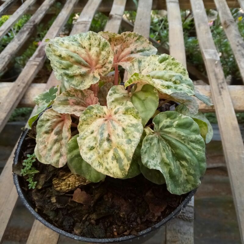 Tanaman Peperomia Caperata Variegata