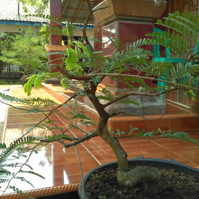 Bonsai Asem Jawa | Cerita Sedih