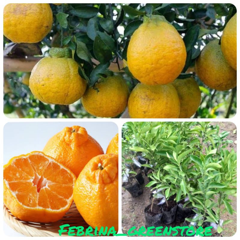 bibit buah jeruk dekopon