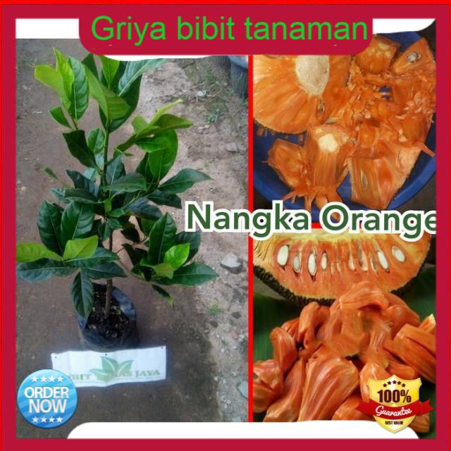 Bibit nangka orange