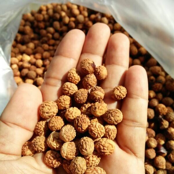 Benih Bibit Bidara Arab Belum Kupas 10 Biji Tanaman Daun Buah Ruqyah Shopee Indonesia