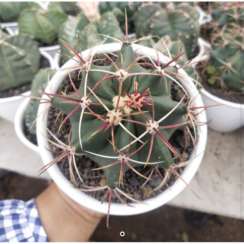 Tanaman Hias Hidup Kaktus "Fero"