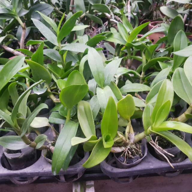 Remaja anggrek keriting Dendrobium melintir anggrek keriting