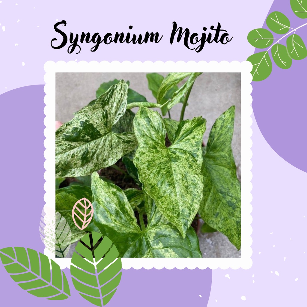 Syngonium Mojito Tanaman Syngonium Mojito Tanaman Hias Mojito Syngonium