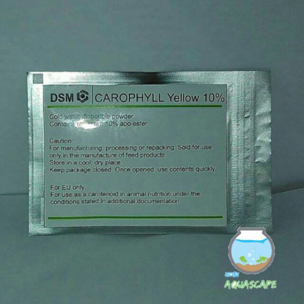 [BAYAR DI TEMPAT] Carophyll Yellow Banyumas Aquascape