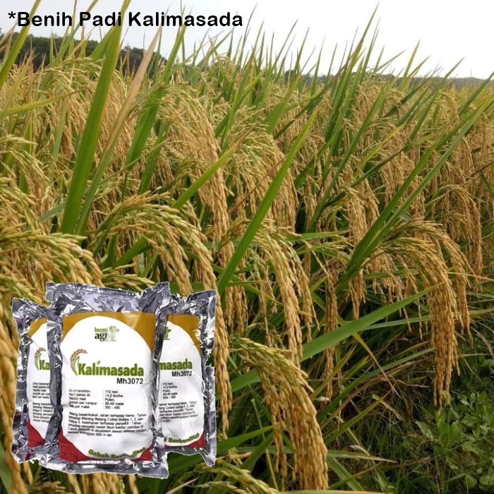 Benih Padi Kalimasada