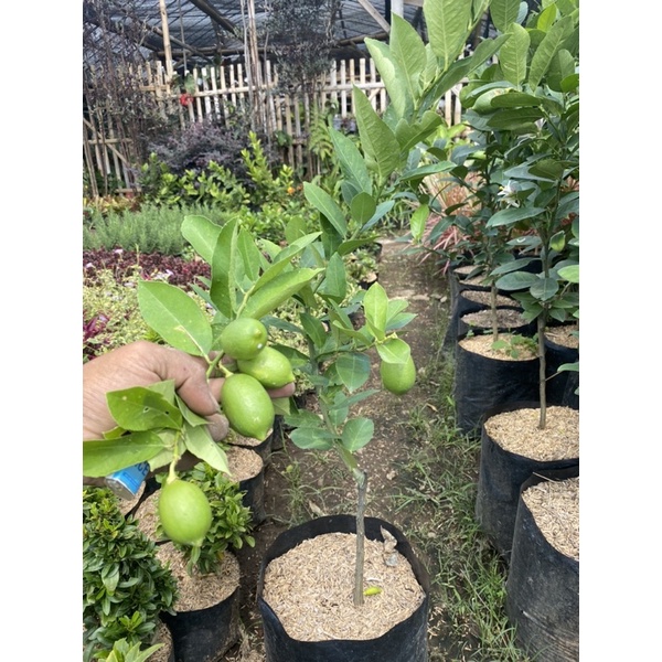 TANAMAN BIBIT BUAH JERUK LEMON SUDAH BERBUAH