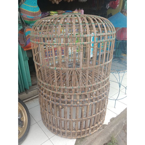 kurungan ayam Bangkok kekar