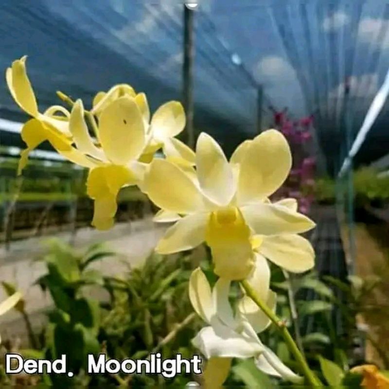 TANAMAN HIAS ANGGREK DENDROBIUM BUNGA ANGGREK Sudah Spike-Knop MOONLIGHT