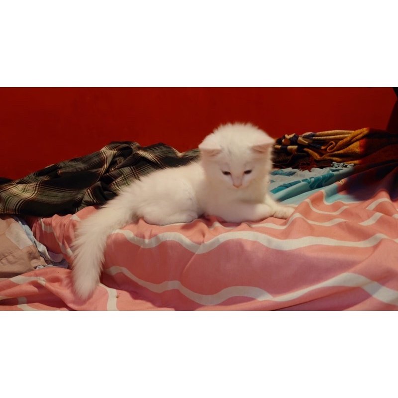 Lepas Adopsi Kucing Persia Betina Putih