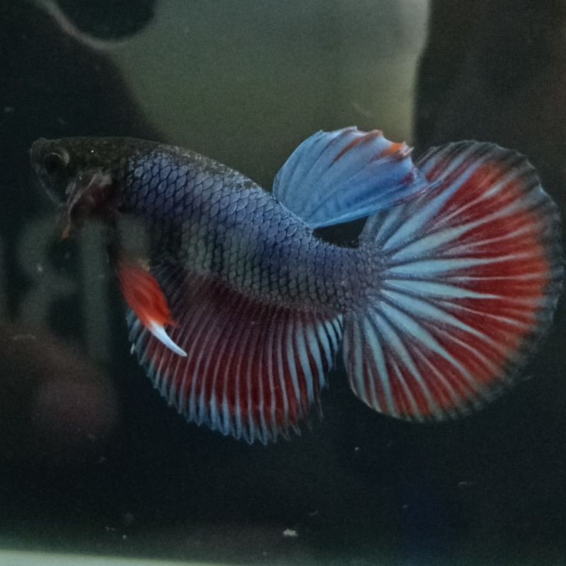 ikan cupang hias jenis halfmoon size M