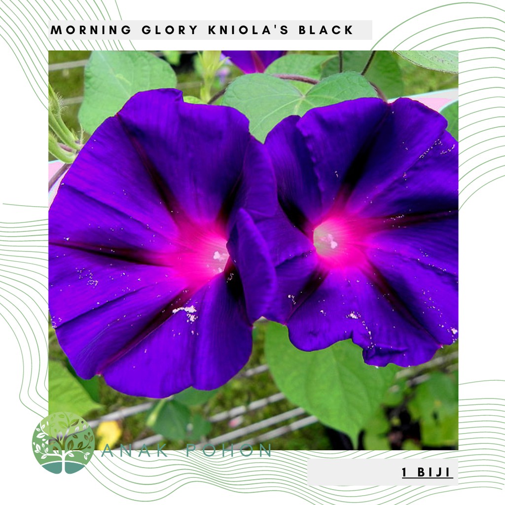 Benih Bibit Biji - Bunga Japanese Morning Glory Kniola's Black (Ipomoea Purpurea) Flower Seeds