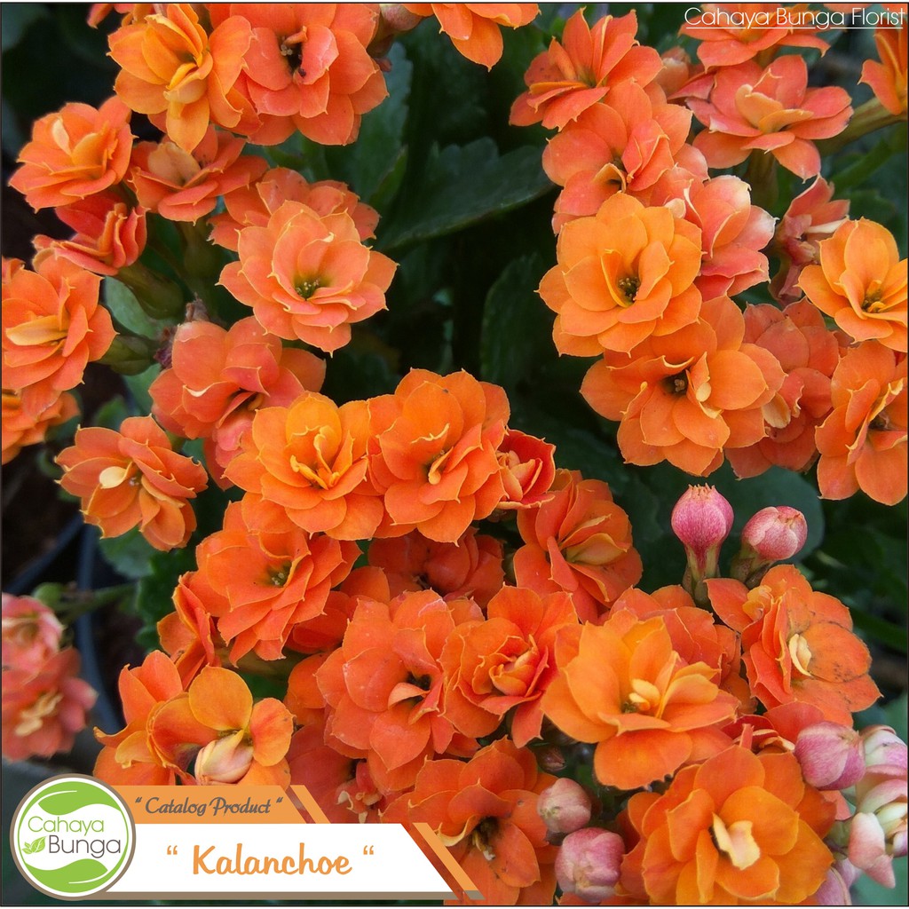 Gambar Bunga Orange Gambar Bunga Gambar Bunga Orange Gambar Bunga